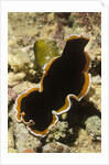Hancock's Flatworm by Anonymous
