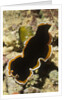 Hancock's Flatworm by Anonymous
