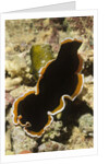 Hancock's Flatworm by Anonymous