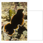Hancock's Flatworm by Anonymous