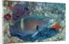 Yellowbar Parrrotfish by Anonymous