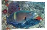 Yellowbar Parrrotfish by Anonymous
