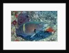 Yellowbar Parrrotfish by Anonymous