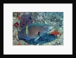 Yellowbar Parrrotfish by Anonymous