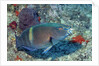 Yellowbar Parrrotfish by Anonymous