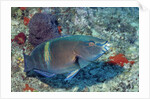 Yellowbar Parrrotfish by Anonymous