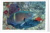 Yellowbar Parrrotfish by Anonymous