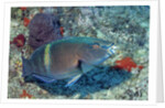 Yellowbar Parrrotfish by Anonymous