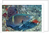 Yellowbar Parrrotfish by Anonymous
