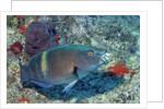 Yellowbar Parrrotfish by Anonymous