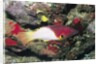 Axilspot Hogfish by Anonymous