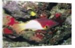 Axilspot Hogfish by Anonymous