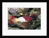 Axilspot Hogfish by Anonymous
