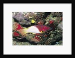 Axilspot Hogfish by Anonymous