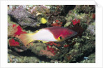 Axilspot Hogfish by Anonymous