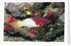 Axilspot Hogfish by Anonymous