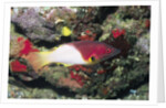 Axilspot Hogfish by Anonymous