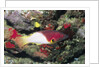 Axilspot Hogfish by Anonymous