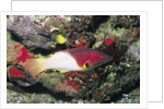 Axilspot Hogfish by Anonymous