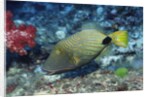 Orange-Lined Triggerfish by Anonymous