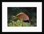 Freckled Hawfish by Anonymous
