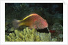 Freckled Hawfish by Anonymous