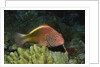 Freckled Hawfish by Anonymous