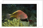 Freckled Hawfish by Anonymous