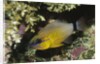 Ringtailed Cardinalfish by Anonymous