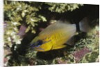 Ringtailed Cardinalfish by Anonymous