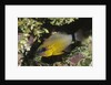 Ringtailed Cardinalfish by Anonymous