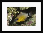 Ringtailed Cardinalfish by Anonymous