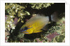 Ringtailed Cardinalfish by Anonymous