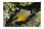 Ringtailed Cardinalfish by Anonymous