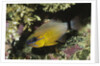 Ringtailed Cardinalfish by Anonymous