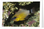 Ringtailed Cardinalfish by Anonymous