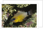 Ringtailed Cardinalfish by Anonymous