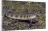 Female Goldbar Sand Diver by Anonymous