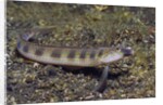 Female Goldbar Sand Diver by Anonymous