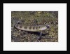 Female Goldbar Sand Diver by Anonymous