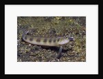 Female Goldbar Sand Diver by Anonymous