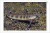 Female Goldbar Sand Diver by Anonymous
