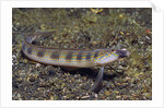 Female Goldbar Sand Diver by Anonymous