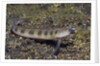 Female Goldbar Sand Diver by Anonymous