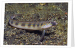 Female Goldbar Sand Diver by Anonymous
