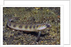 Female Goldbar Sand Diver by Anonymous