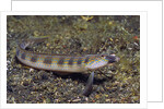 Female Goldbar Sand Diver by Anonymous