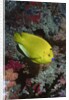Three-Spot Angelfish by Anonymous