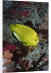 Three-Spot Angelfish by Anonymous