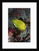 Three-Spot Angelfish by Anonymous
